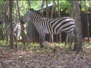 The Bedded Tent with zebras